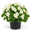 White Begonia Live Plant - 3-5 Inches Tall, Flowering Indoor/Outdoor Plant - Image 1