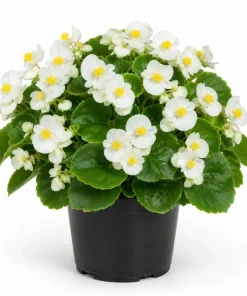 White Begonia Live Plant - 3-5 Inches Tall, Flowering Indoor/Outdoor Plant - Image 1