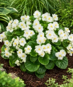 White Begonia Live Plant - 3-5 Inches Tall, Flowering Indoor/Outdoor Plant - Image 7