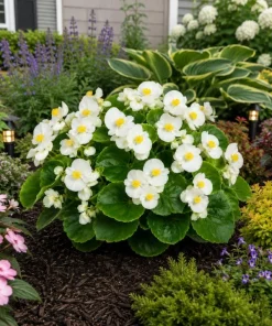 White Begonia Live Plant - 3-5 Inches Tall, Flowering Indoor/Outdoor Plant - Image 8