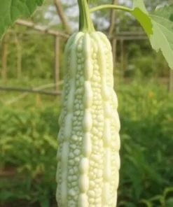 White Bitter Gourd Seeds – Heirloom Ivory Bitter Melon for Asian Cuisine – 10 Seeds - Image 1