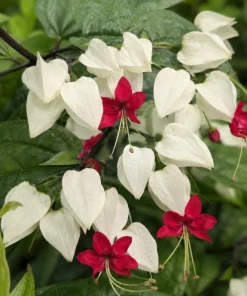 White Bleeding Heart Live Plant 4-6 Inch Tall – Elegant Shade Perennial - Image 2