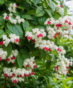 White Bleeding Heart Live Plant 4-6 Inch Tall – Elegant Shade Perennial - Image 3