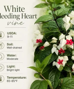 White Bleeding Heart Live Plant 4-6 Inch Tall – Elegant Shade Perennial - Image 4