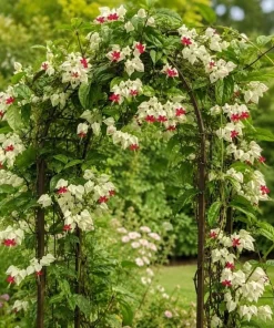 White Bleeding Heart Live Plant 4-6 Inch Tall – Elegant Shade Perennial - Image 5