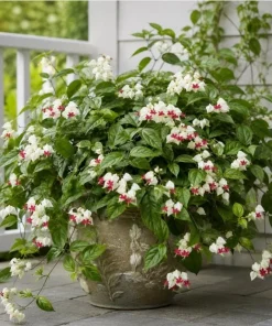 White Bleeding Heart Live Plant 4-6 Inch Tall – Elegant Shade Perennial - Image 6