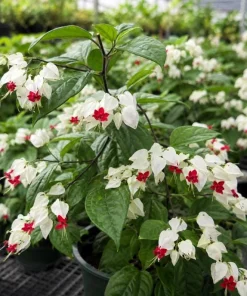 White Bleeding Heart Live Plant 4-6 Inch Tall – Elegant Shade Perennial - Image 7