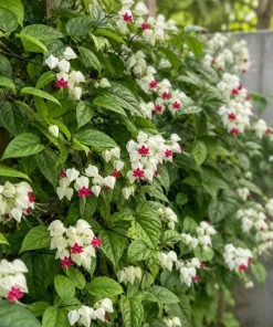 White Bleeding Heart Live Plant 4-6 Inch Tall – Elegant Shade Perennial - Image 8