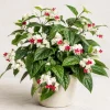 White Bleeding Heart Live Plant 4-6 Inch Tall – Elegant Shade Perennial - Image 1