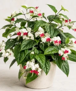 White Bleeding Heart Live Plant 4-6 Inch Tall – Elegant Shade Perennial - Image 1