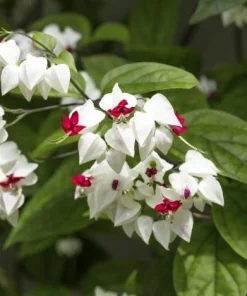 White Bleeding Heart Vine Live Plants – Set of 2 Clerodendrum 4-6 Inch Tall - Image 2