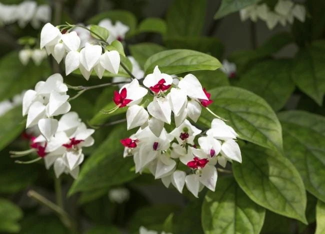 White Bleeding Heart Vine Live Plants – Set of 2 Clerodendrum 4-6 Inch Tall - Image 2