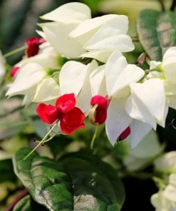 White Bleeding Heart Vine Live Plants – Set of 2 Clerodendrum 4-6 Inch Tall - Image 3