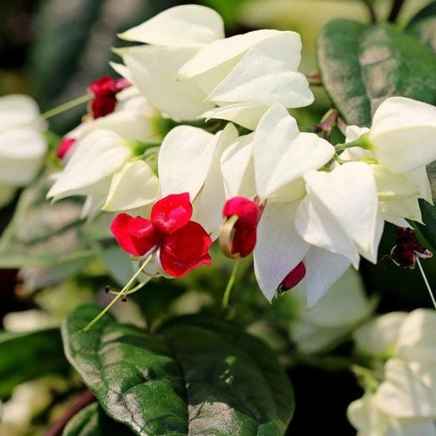 White Bleeding Heart Vine Live Plants – Set of 2 Clerodendrum 4-6 Inch Tall - Image 3