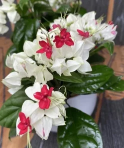 White Bleeding Heart Vine Live Plants – Set of 2 Clerodendrum 4-6 Inch Tall - Image 4
