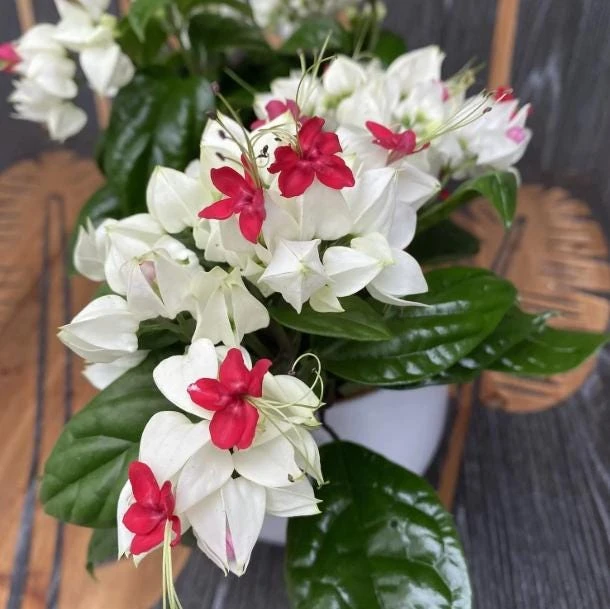 White Bleeding Heart Vine Live Plants – Set of 2 Clerodendrum 4-6 Inch Tall - Image 4
