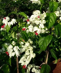 White Bleeding Heart Vine Live Plants – Set of 2 Clerodendrum 4-6 Inch Tall - Image 5