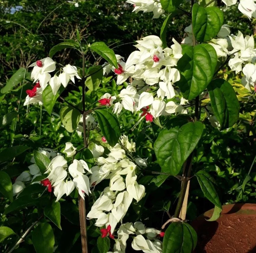 White Bleeding Heart Vine Live Plants – Set of 2 Clerodendrum 4-6 Inch Tall - Image 5