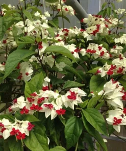 White Bleeding Heart Vine Live Plants – Set of 2 Clerodendrum 4-6 Inch Tall - Image 6