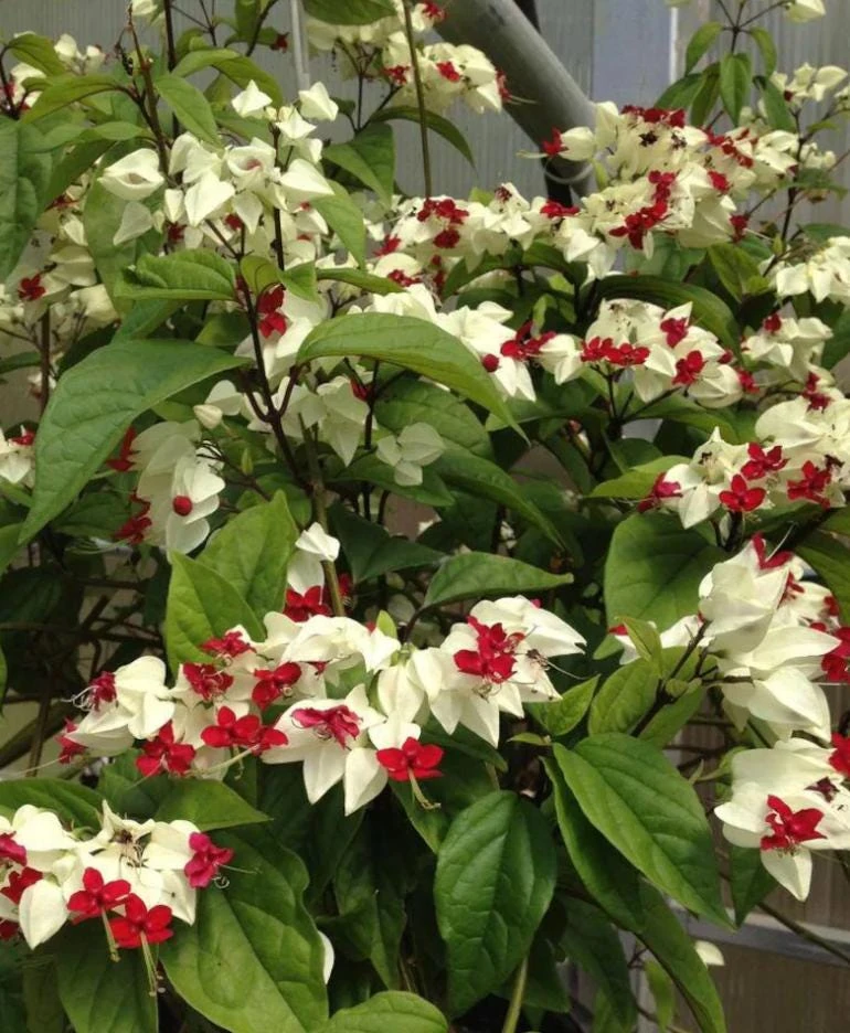 White Bleeding Heart Vine Live Plants – Set of 2 Clerodendrum 4-6 Inch Tall - Image 6