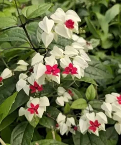 White Bleeding Heart Vine Live Plants – Set of 2 Clerodendrum 4-6 Inch Tall - Image 1