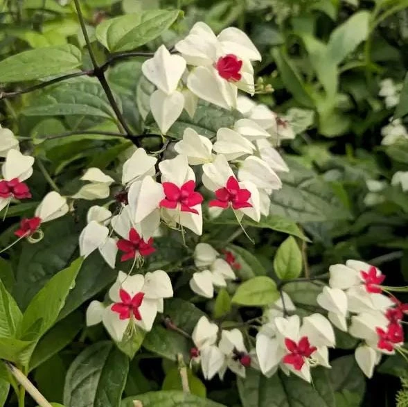 White Bleeding Heart Vine Live Plants – Set of 2 Clerodendrum 4-6 Inch Tall - Image 1