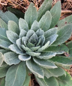 White Blush Verbascum Blattaria Albiflorum Moth Mullein Flower Seeds - 100 Seeds - Image 10