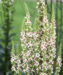 White Blush Verbascum Blattaria Albiflorum Moth Mullein Flower Seeds - 100 Seeds - Image 11