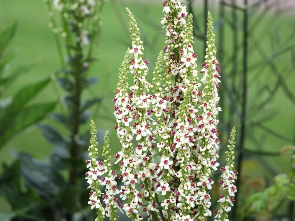 White Blush Verbascum Blattaria Albiflorum Moth Mullein Flower Seeds - 100 Seeds - Image 11