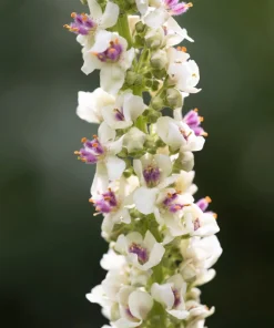 White Blush Verbascum Blattaria Albiflorum Moth Mullein Flower Seeds - 100 Seeds - Image 12