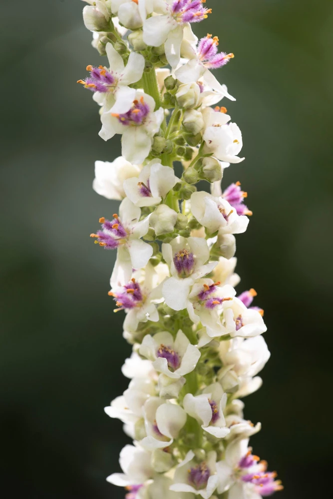 White Blush Verbascum Blattaria Albiflorum Moth Mullein Flower Seeds - 100 Seeds - Image 12