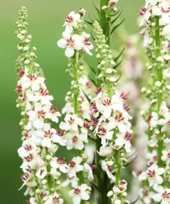White Blush Verbascum Blattaria Albiflorum Moth Mullein Flower Seeds - 100 Seeds - Image 2