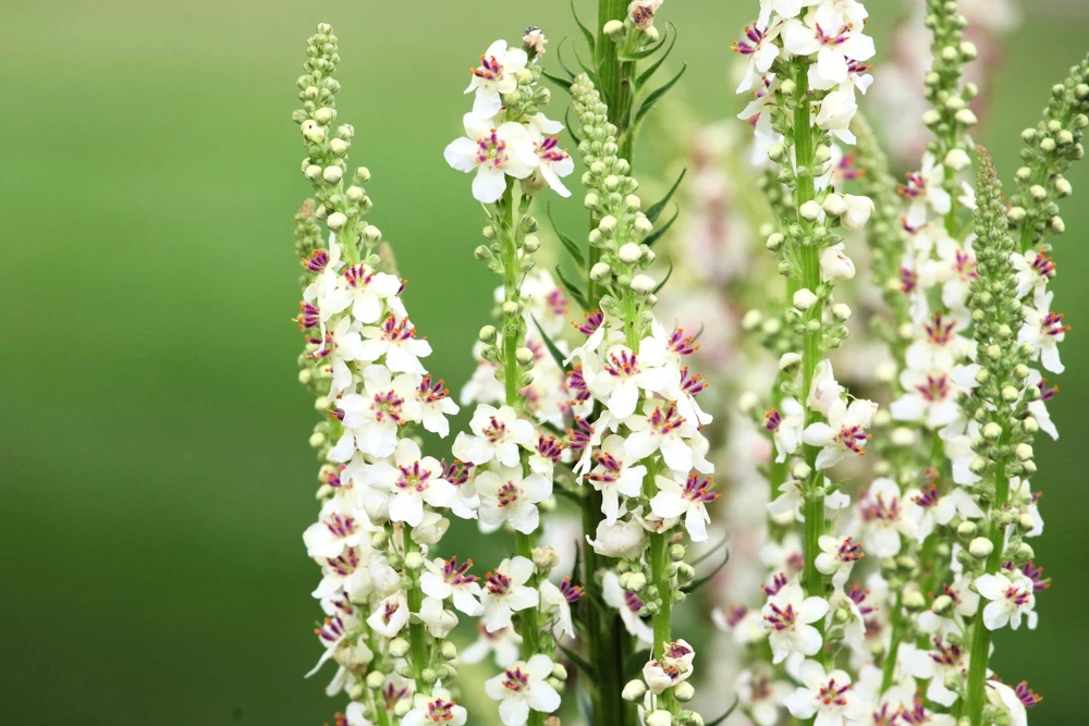 White Blush Verbascum Blattaria Albiflorum Moth Mullein Flower Seeds - 100 Seeds - Image 2