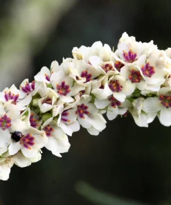 White Blush Verbascum Blattaria Albiflorum Moth Mullein Flower Seeds - 100 Seeds - Image 3