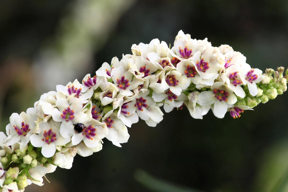 White Blush Verbascum Blattaria Albiflorum Moth Mullein Flower Seeds - 100 Seeds - Image 3