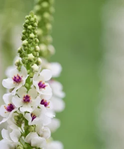 White Blush Verbascum Blattaria Albiflorum Moth Mullein Flower Seeds - 100 Seeds - Image 4