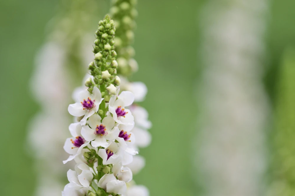 White Blush Verbascum Blattaria Albiflorum Moth Mullein Flower Seeds - 100 Seeds - Image 4