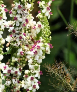 White Blush Verbascum Blattaria Albiflorum Moth Mullein Flower Seeds - 100 Seeds - Image 5
