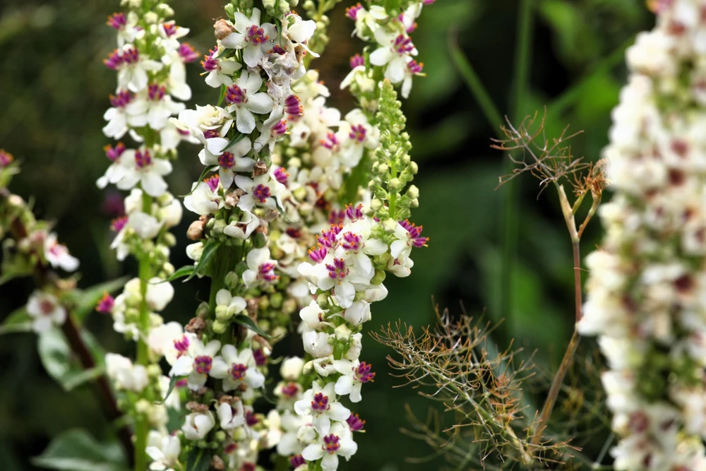 White Blush Verbascum Blattaria Albiflorum Moth Mullein Flower Seeds - 100 Seeds - Image 5