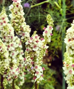 White Blush Verbascum Blattaria Albiflorum Moth Mullein Flower Seeds - 100 Seeds - Image 6