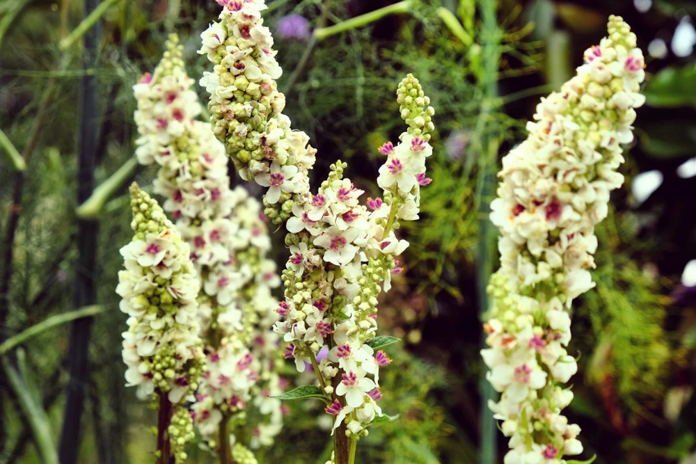White Blush Verbascum Blattaria Albiflorum Moth Mullein Flower Seeds - 100 Seeds - Image 6