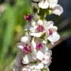 White Blush Verbascum Blattaria Albiflorum Moth Mullein Flower Seeds - 100 Seeds - Image 1