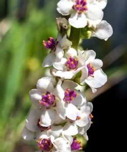 White Blush Verbascum Blattaria Albiflorum Moth Mullein Flower Seeds - 100 Seeds - Image 1
