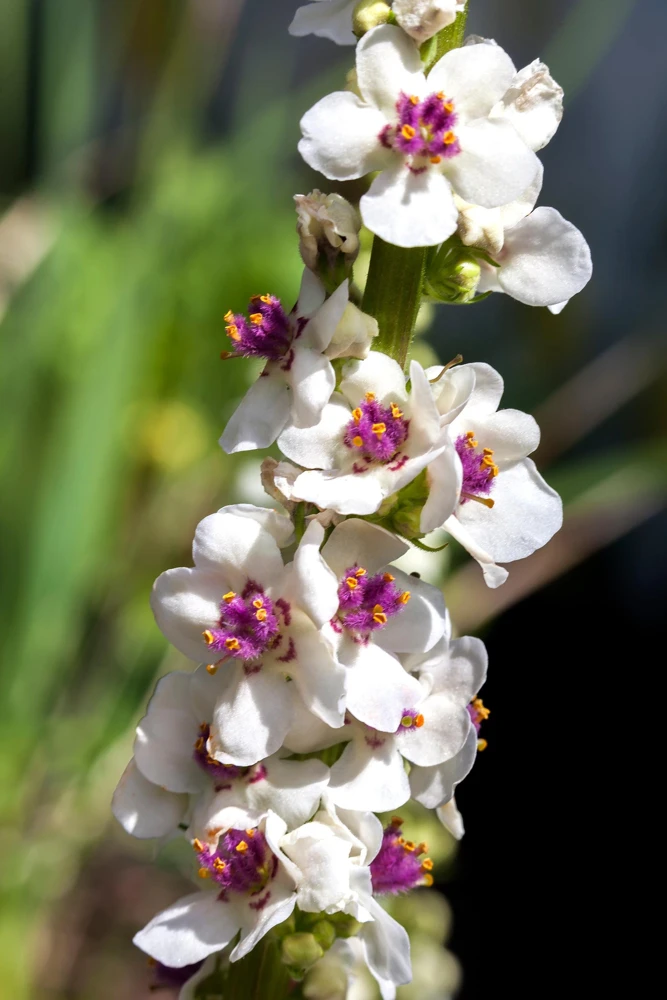 White Blush Verbascum Blattaria Albiflorum Moth Mullein Flower Seeds - 100 Seeds - Image 1