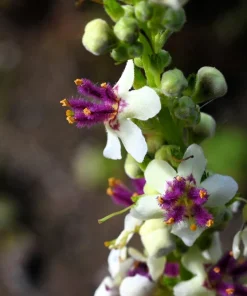 White Blush Verbascum Blattaria Albiflorum Moth Mullein Flower Seeds - 100 Seeds - Image 7