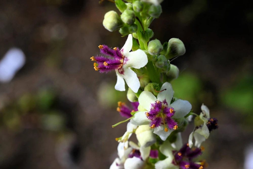White Blush Verbascum Blattaria Albiflorum Moth Mullein Flower Seeds - 100 Seeds - Image 7