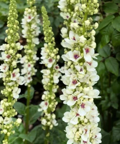 White Blush Verbascum Blattaria Albiflorum Moth Mullein Flower Seeds - 100 Seeds - Image 8