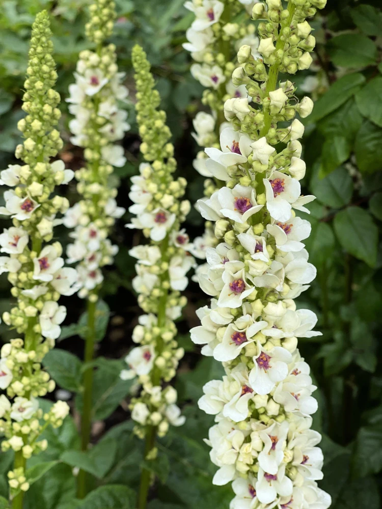 White Blush Verbascum Blattaria Albiflorum Moth Mullein Flower Seeds - 100 Seeds - Image 8