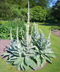 White Blush Verbascum Blattaria Albiflorum Moth Mullein Flower Seeds - 100 Seeds - Image 9