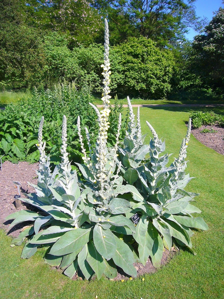 White Blush Verbascum Blattaria Albiflorum Moth Mullein Flower Seeds - 100 Seeds - Image 9
